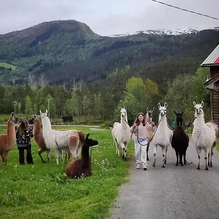 Llama Authentic Sunnfjord Farm